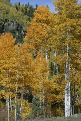 Along the road to Cedar Breaks