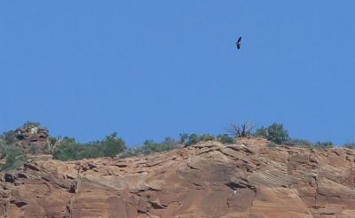 California Condors!!! yeah!!