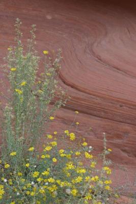 Flowers and rocks