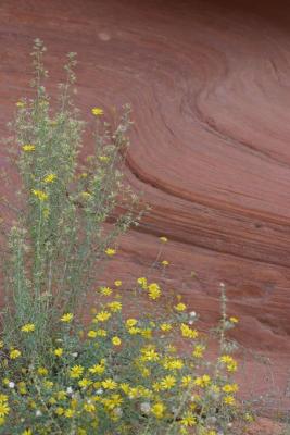 Flowers and rocks