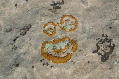 Cute lichen face