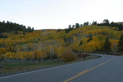 Aspens on Boulder Mountain, Utah