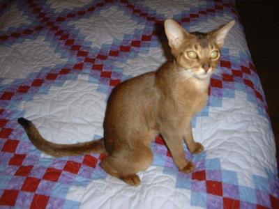 Sean as a kitten