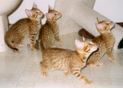 Our kitty 'five' with his brothers