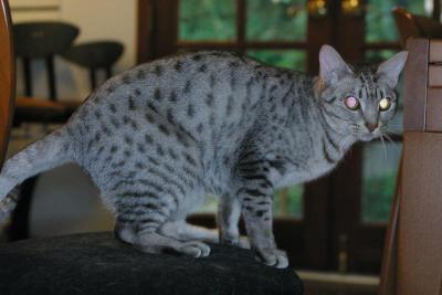 Billy - our 'made to order' Ocicat
