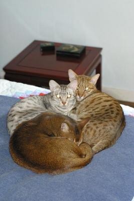 Our kitties adore eachother's company