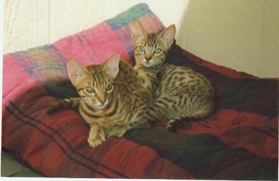 Young Five and Fever (Ocicats) in 1993
