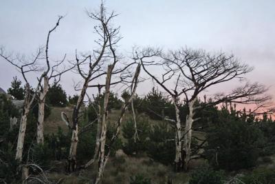 Nearby dead trees