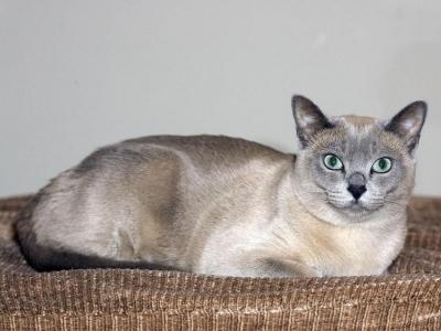 Cathy and John's beautiful cat Phaedra