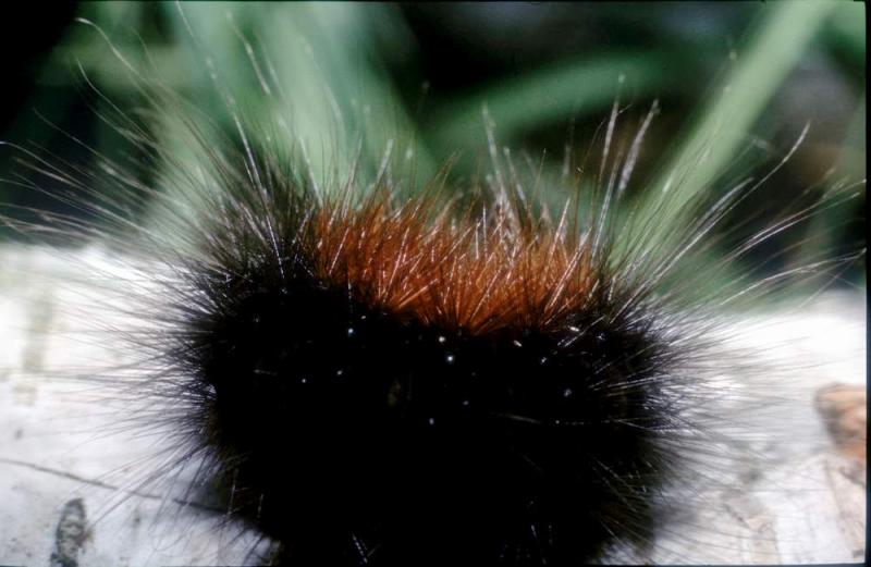 072fauna.JPG