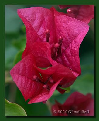 Bougainvillaea