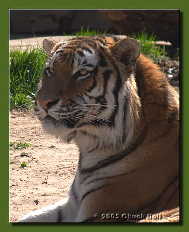 Portrait of a Tiger