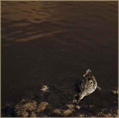 u49/undieyatch/medium/36254219.CRW_0622menpkduckbnj.jpg
