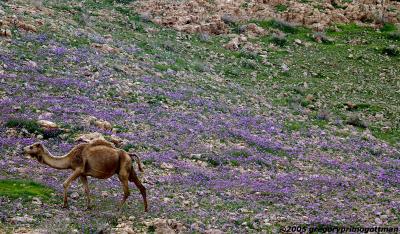 Camel amid spring wildflowers, southern Israel
