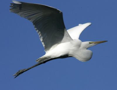 bird in flight