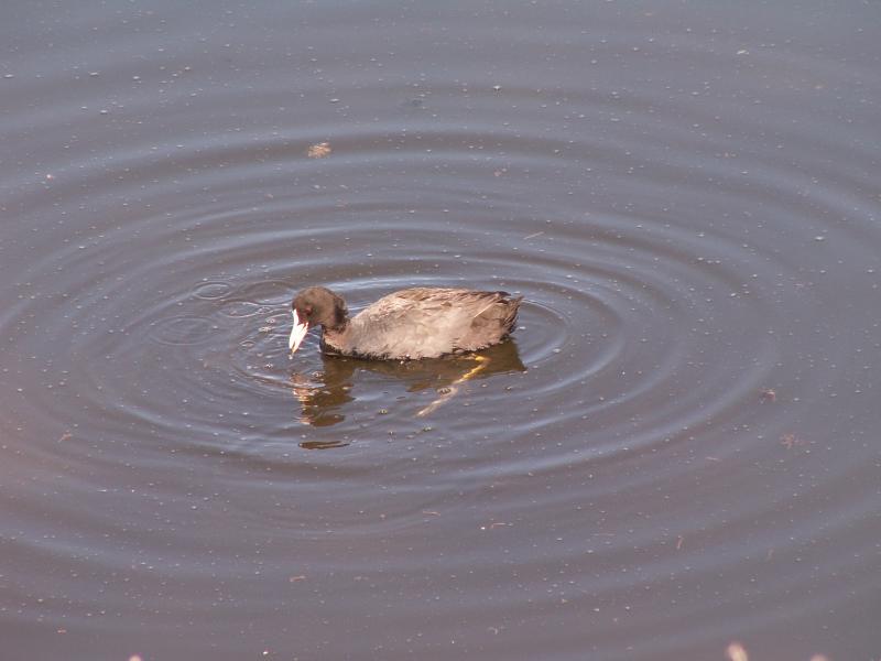 Galeiro // Coot (Fulica atra)