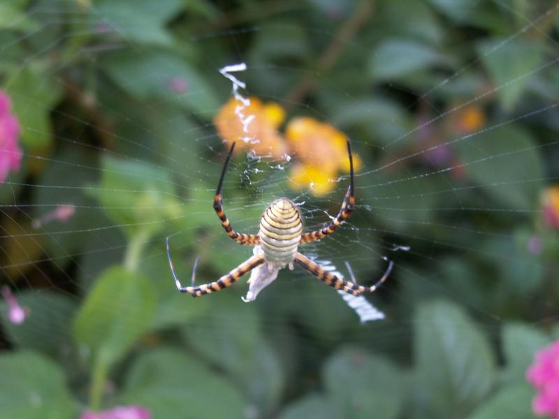 Aranha /|\ Spider (Argiope trifasciata)