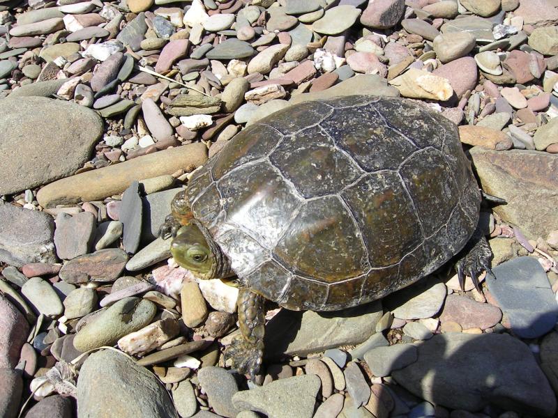  Cgado-mediterrnico (Mauremys leprosa) /|\ Mediterranean Pond Turtle