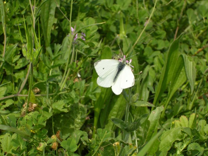 Borboleta pequena da couve // Small Cabbage White (Pieris rapae)