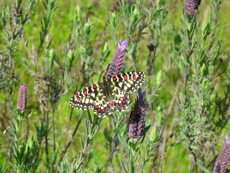 Borboleta Carnaval /|\ Spanish Festoon (Zerynthia rumina)