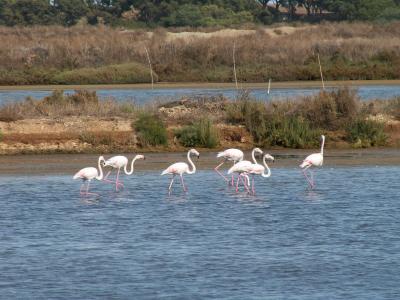 Flamingos /|\ Greater Flamingos (Phoenicopterus ruber)