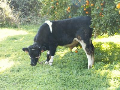 Vaca /|\ Cow