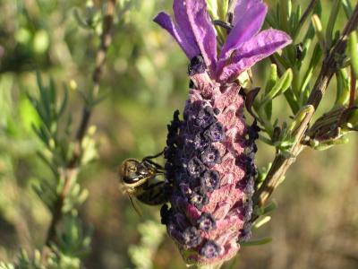 Abelha-domstica /|\ Honeybee (Apis mellifera)