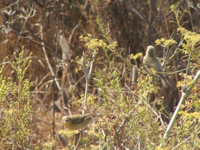 Felosa-musical // Willow Warbler (Phylloscopus trochilus)