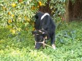 Vaca /|\ Cow