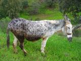 Burro /| \Donkey