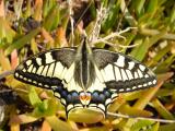 Borboleta cauda-de-andorinha /|\ Swallowtail Butterfly (Papilio machaon)