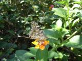 Bela Dama /|\ Painted Lady (Vanessa cardui)