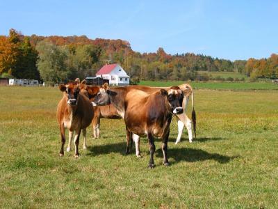 Tunbridge cows