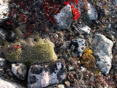 Roserock with Lichen