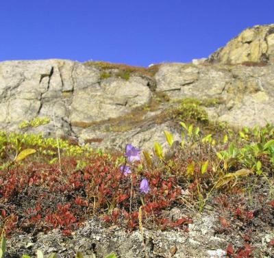 Cropped  Campanula