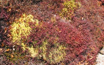 Yellow Moss and Red Birch