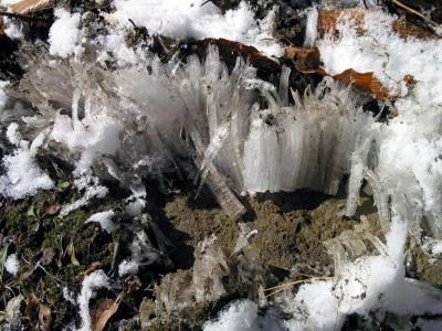 Ice Needles in Dirt