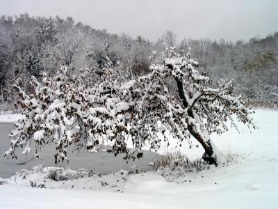 The apple tree with snow