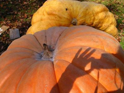 Giant Vermont Pumpkin