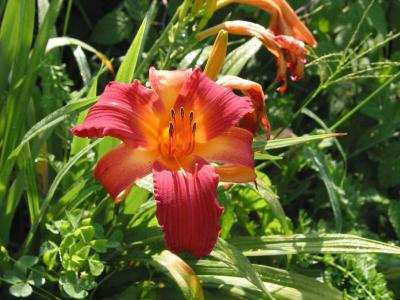 This color daylilly is electric!