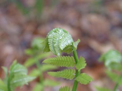 Nodding Fern