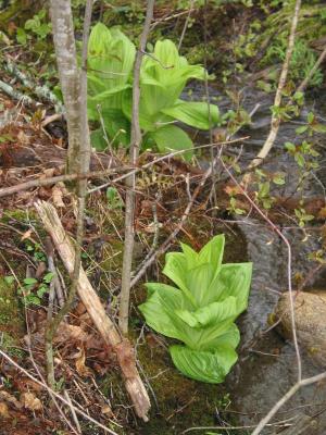 False Hellebore by the Stream