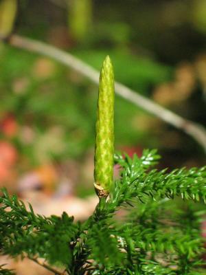 clubmoss