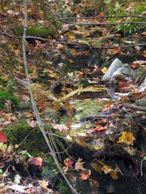 Streambed covered in leaves