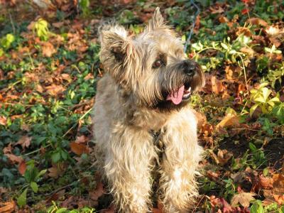 Cairns Terrier, Otis with autumn leaves
