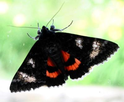 Sweetheart Underwing Moth