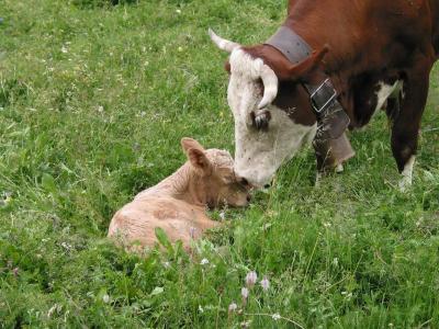 Mother cow cleans the newborn