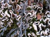 lichens_1559.jpg