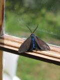 Ctenucha Virginia Moth