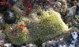 moss with stones